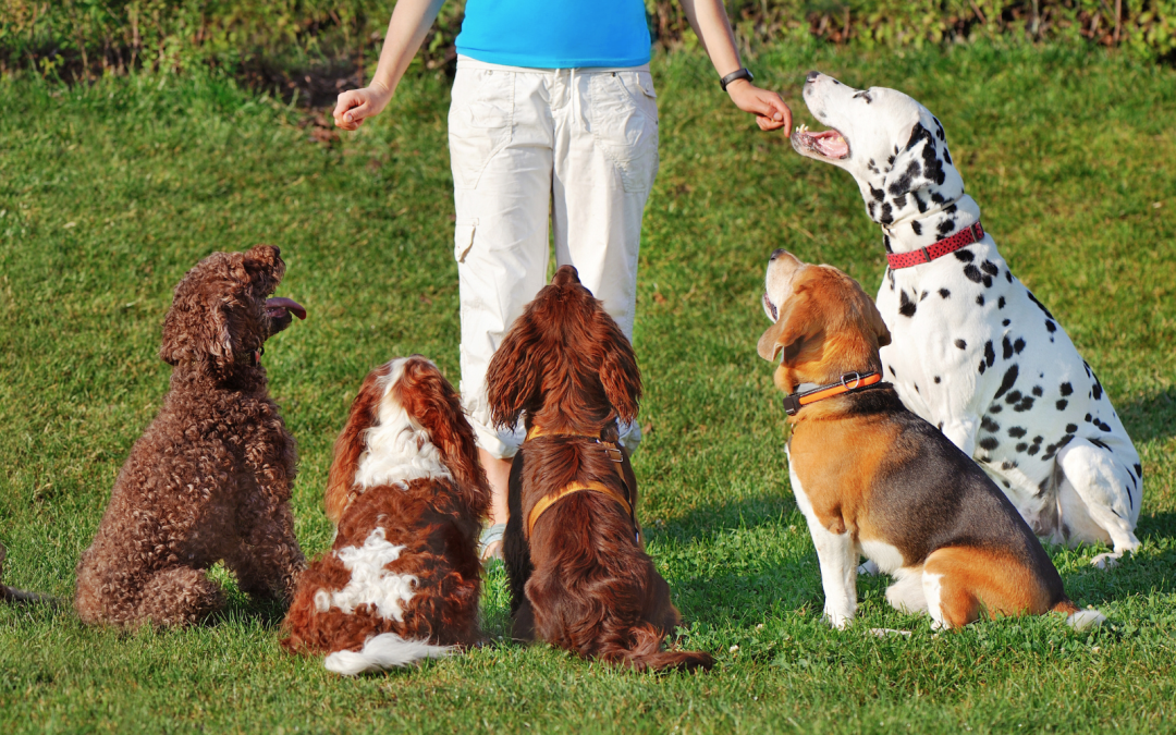 The Art of Dog Training: Positive Reinforcement Techniques