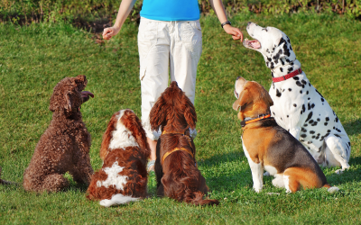 The Art of Dog Training: Positive Reinforcement Techniques