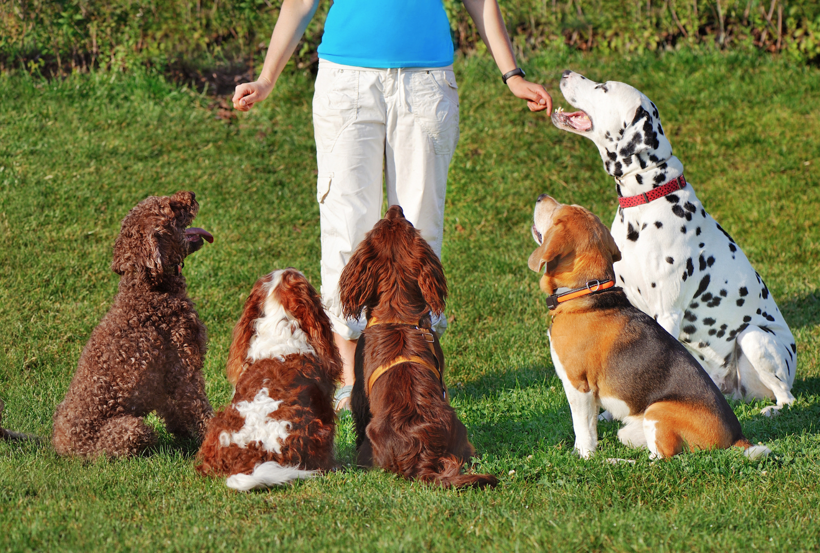 The Art of Dog Training: Positive Reinforcement Techniques The Art of Dog Training: Positive Reinforcement Techniques