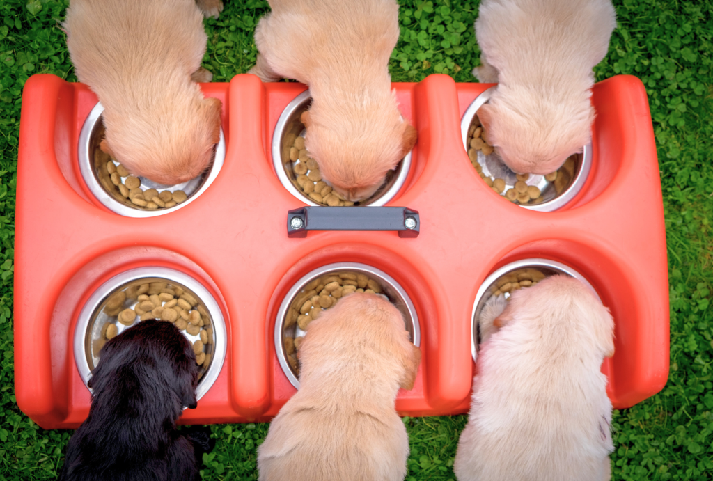 Puppy Love: The Critical Stages of Puppy Development 8 for blog post 3 1