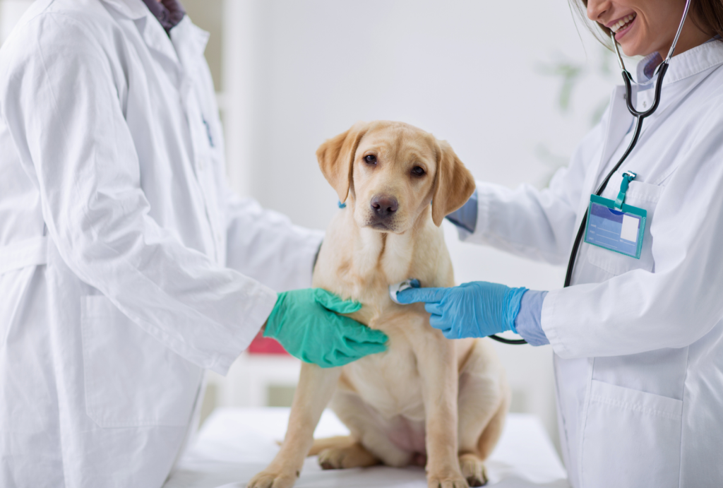 Puppy Love: The Critical Stages of Puppy Development 9 for blog post 5 2