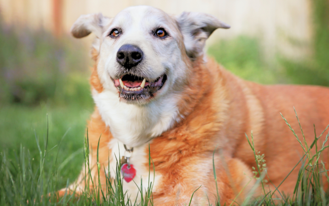 Old Souls: Caring for Senior Dogs