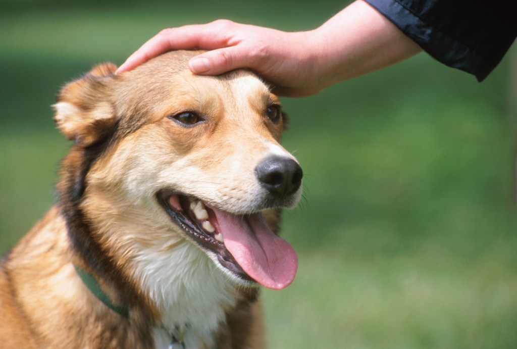 The Art of Dog Training: Positive Reinforcement Techniques 5 for blog post 6 3