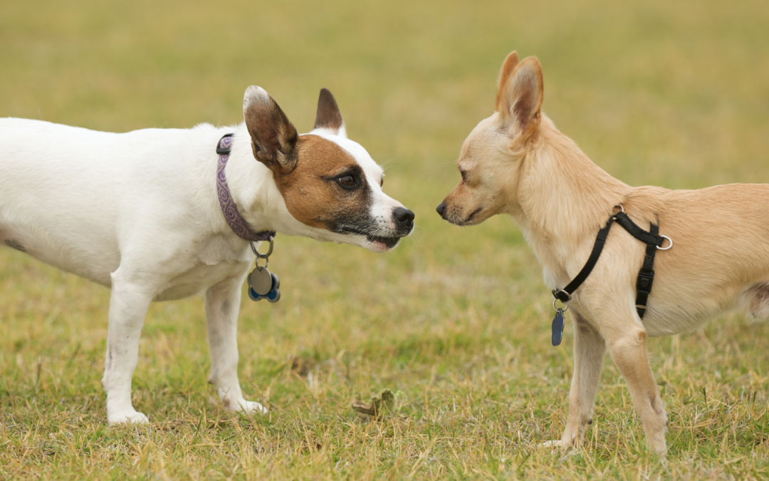 Safe Dog Socialization: Introducing Your Dog to New Friends