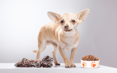 Doggie DIY: Fun Ideas for Homemade Dog Toys and Treats