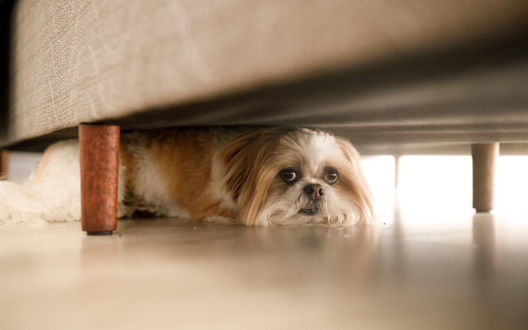 From Fear to Cheer: Overcoming Dog Anxiety and Phobias