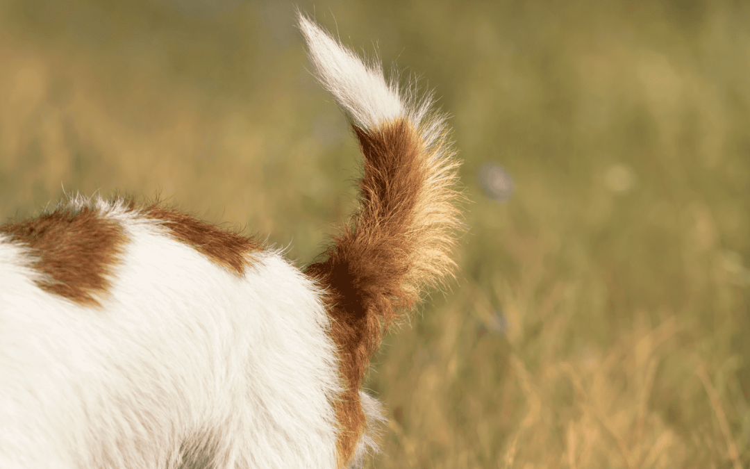 The Tale of Tails: What Your Dog’s Tail Tells You