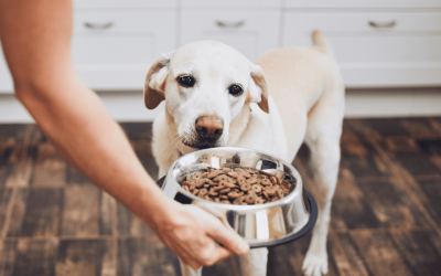How to Start a New Dog Diet Plan