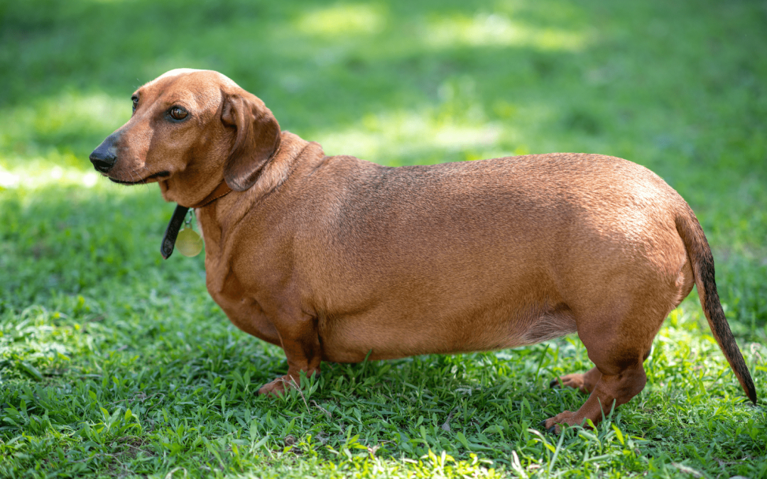 Best Low-Calorie Dog Snacks for Overweight Dogs