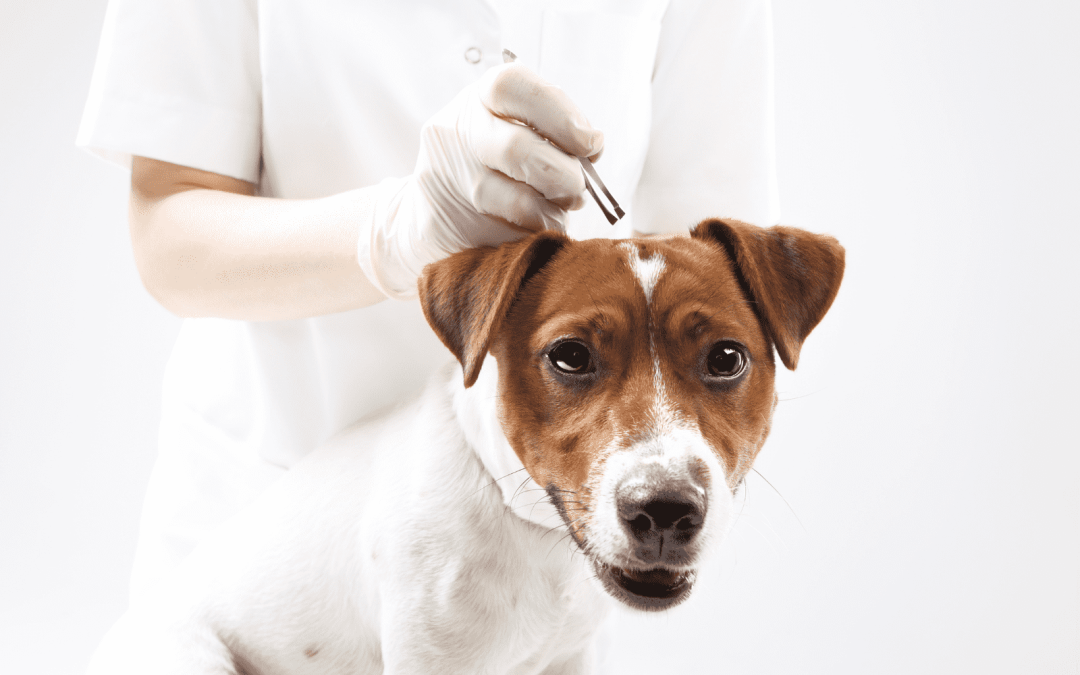 5 Ways to Protect Your Dog from Ticks and Fleas