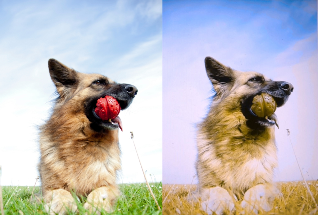 The World Through Their Eyes: How Dogs See the World 2 for blog post 5