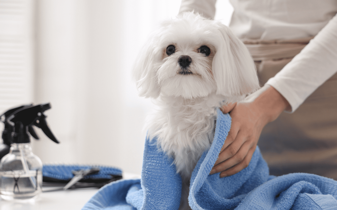 Cold Weather Dog Grooming: 5 Essential Tips for Comfort
