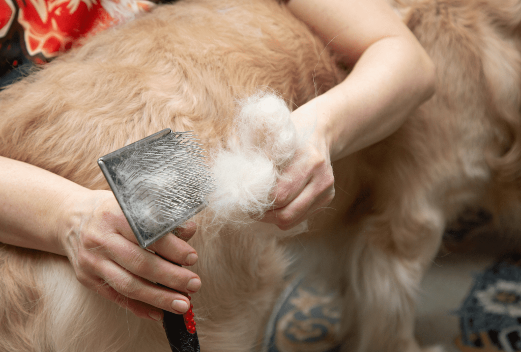 Cold Weather Dog Grooming: 5 Essential Tips for Comfort 2 for blog post 11 1 1