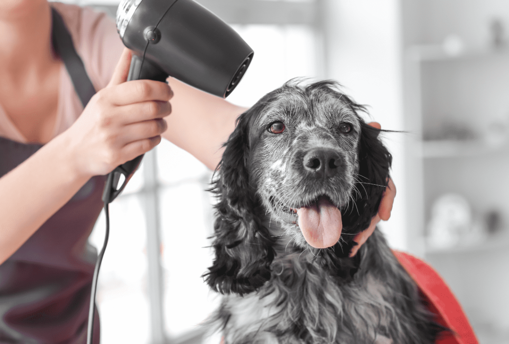 Cold Weather Dog Grooming: 5 Essential Tips for Comfort 1 for blog post 16 1