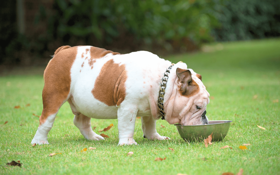 5 Healthy Food Tips to Improve Your Dog’s Gut Health
