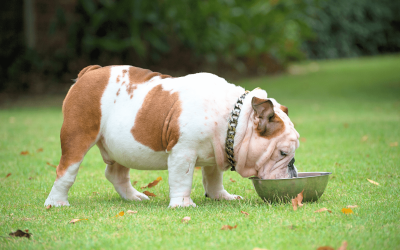 5 Healthy Food Tips to Improve Your Dog's Gut Health