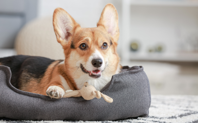 7 Signs It's Time to Book a Dog Boarding Stay