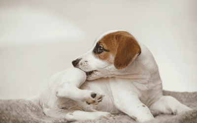 Dog Allergies: 5 Symptoms You Shouldn't Ignore
