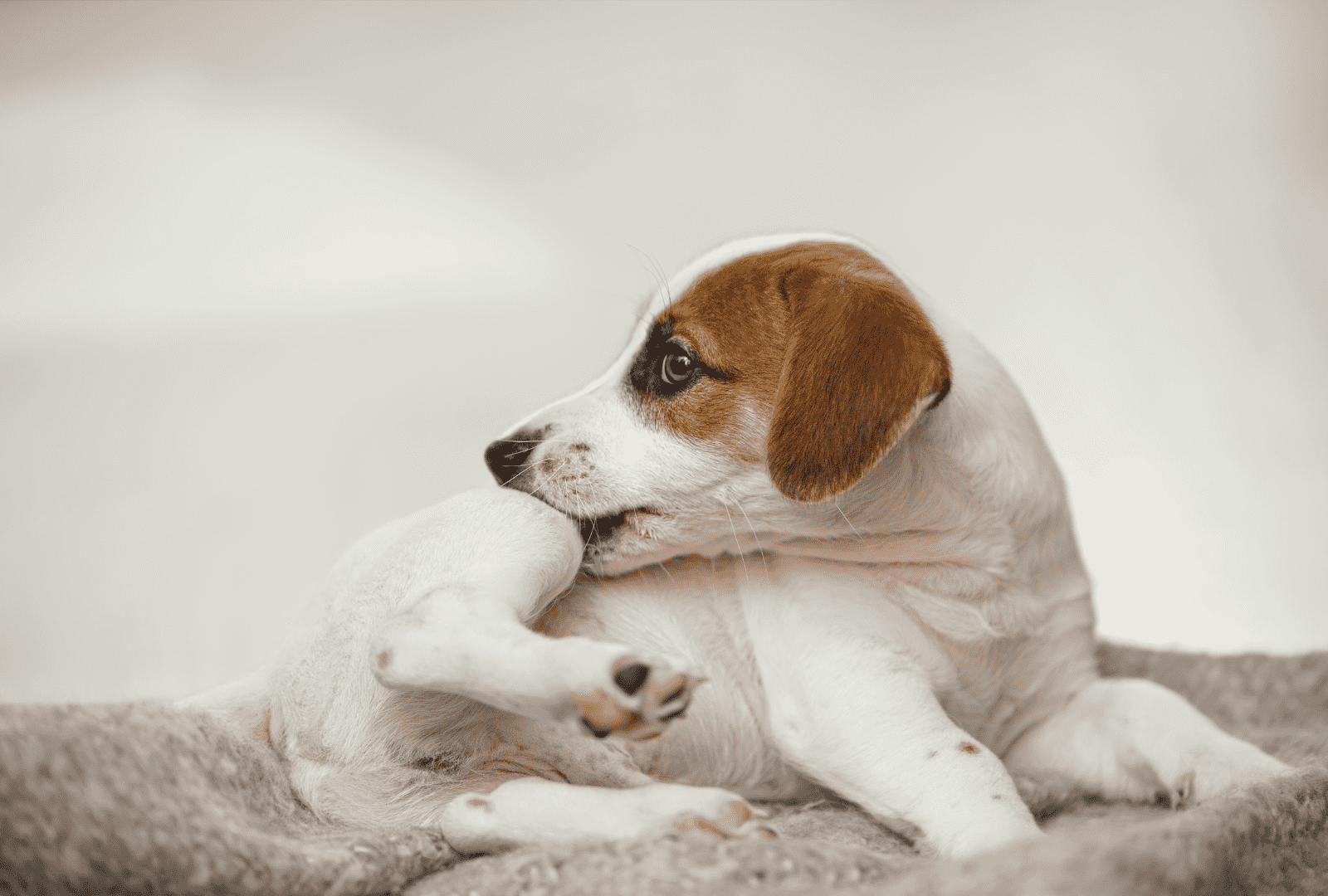 Dog Allergies: 5 Symptoms You Shouldn’t Ignore Dog Allergies: 5 Symptoms You Shouldn't Ignore