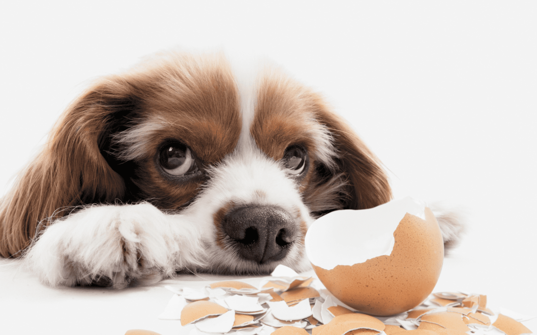 Eggshells in Dog Food: Should You Try It?
