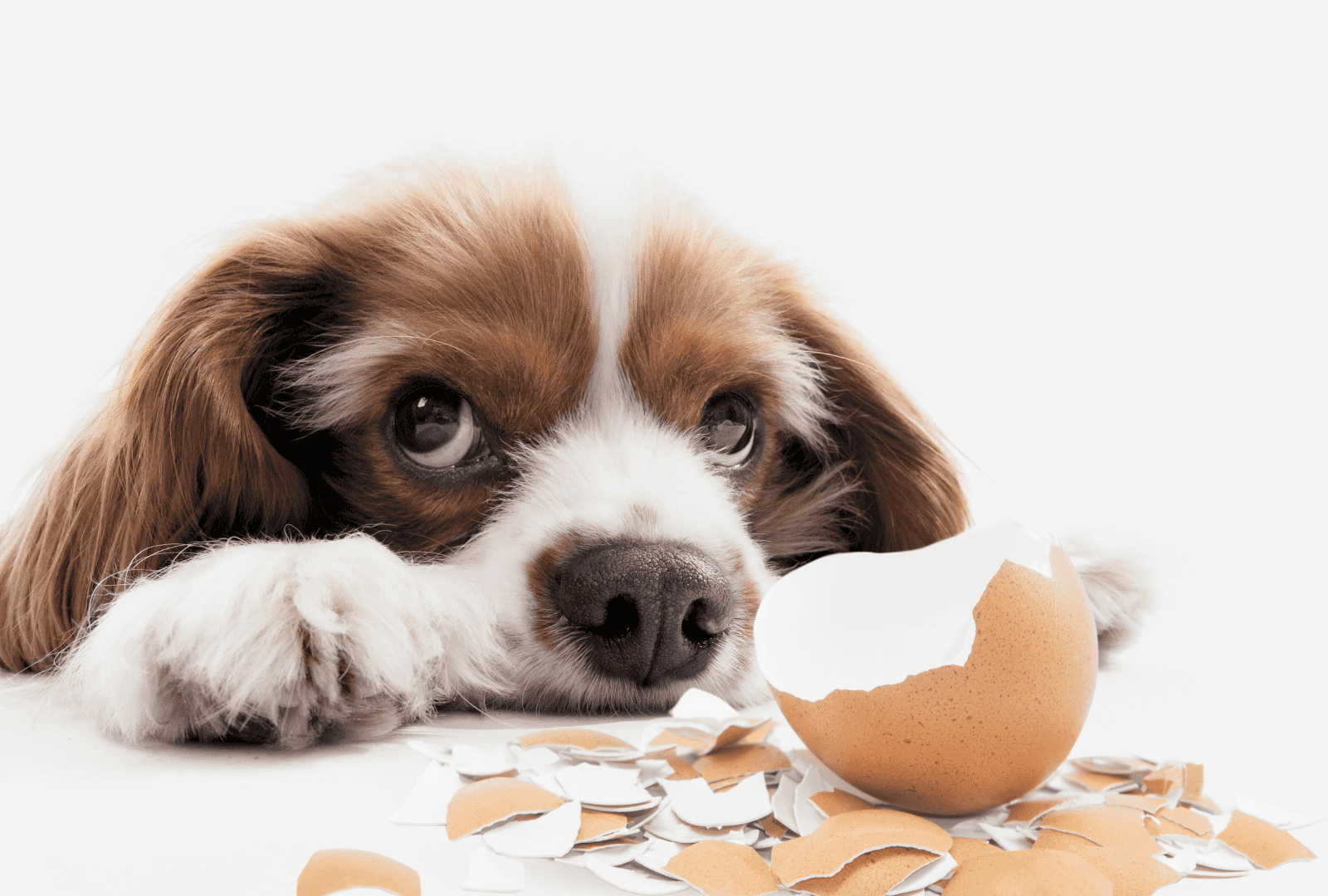 Eggshells in Dog Food: Should You Try It?