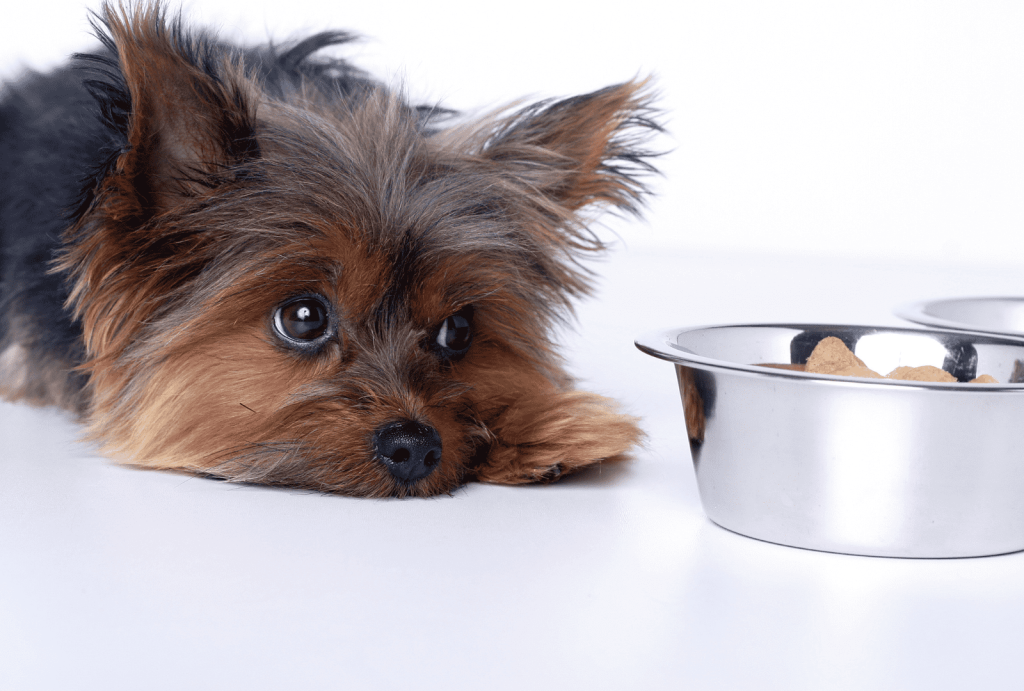 Dog Allergies: 5 Symptoms You Shouldn't Ignore 5 for blog post 9 1
