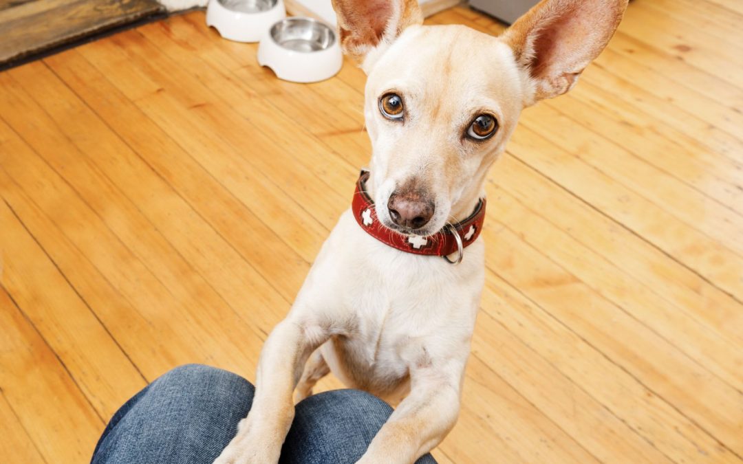 5 Dangerous Foods for Dogs—And What to Feed Instead