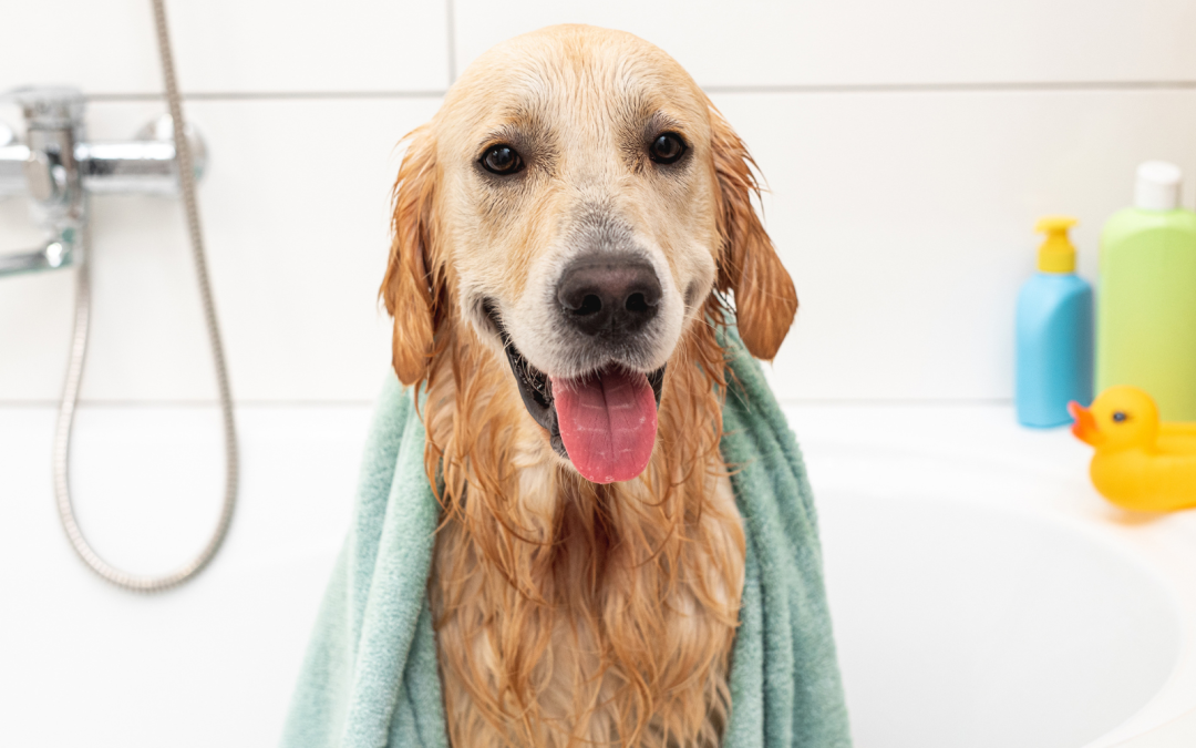5 Tips for a Hassle-Free Dog Bath Time