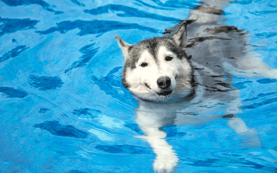 The Benefits of Swimming for Dogs: Health and Fun