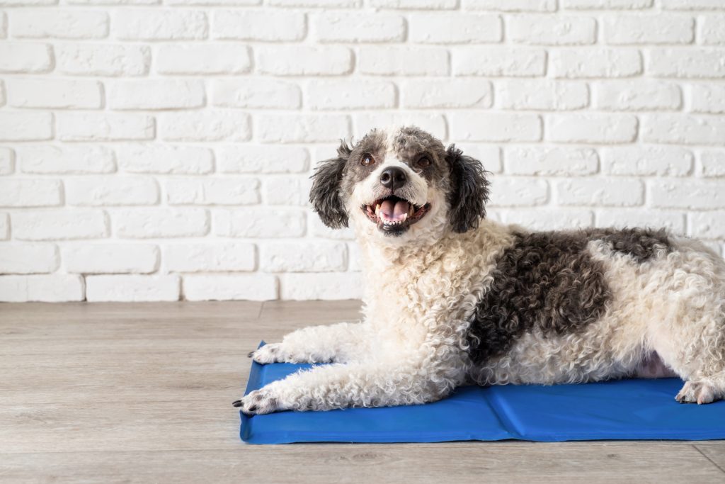 47296174 cute mixed breed dog lying on cool mat looking up on white brick wall background