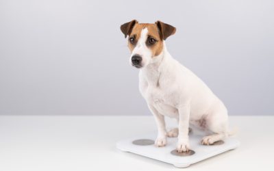Underweight Dog Care: Signs, Causes, and Solutions