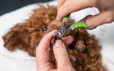 Why Regular Dog Nail Trimming is Crucial for Your Dog’s Health