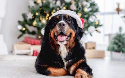 7 Holiday Safety for Dogs: How to Keep Your Pup Safe from Festive Hazards