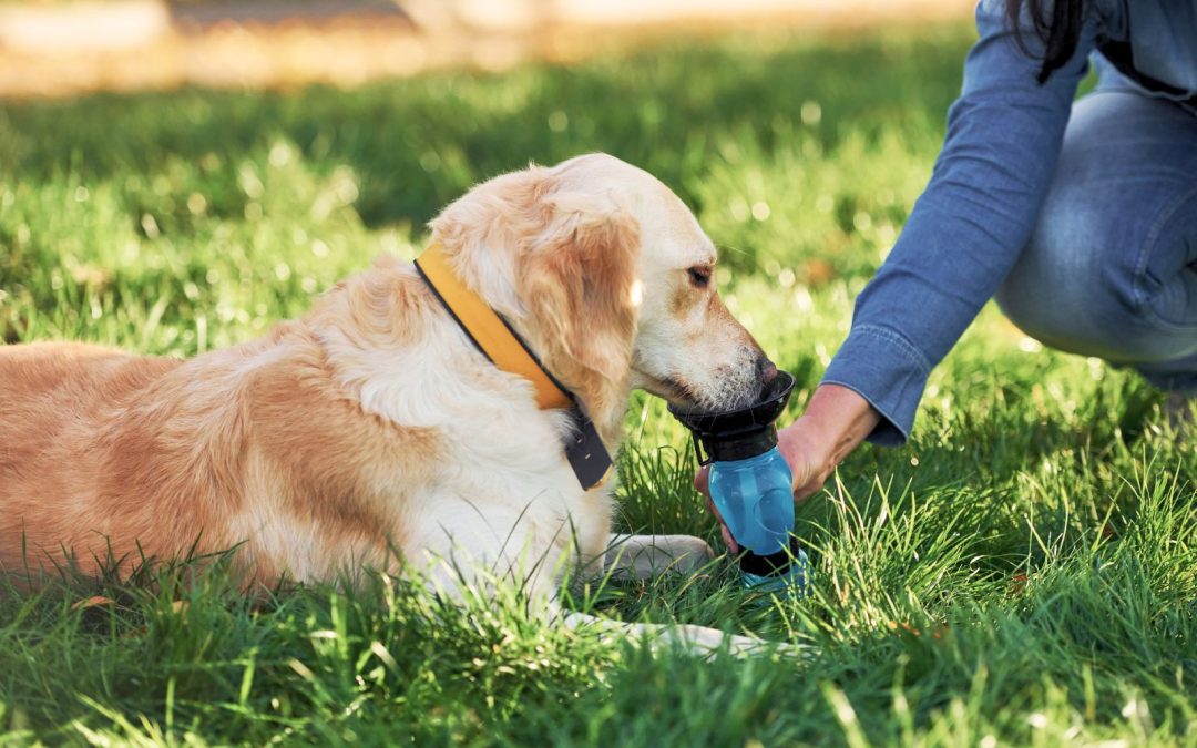 How to Prevent Heatstroke in Dogs: Key Signs and Safety Tips