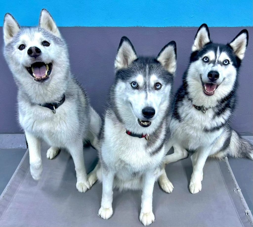 How to Care for High-Energy Dog Breeds: Tips and Insights 1 463592153 1098187868975216 7091684967763320097 n