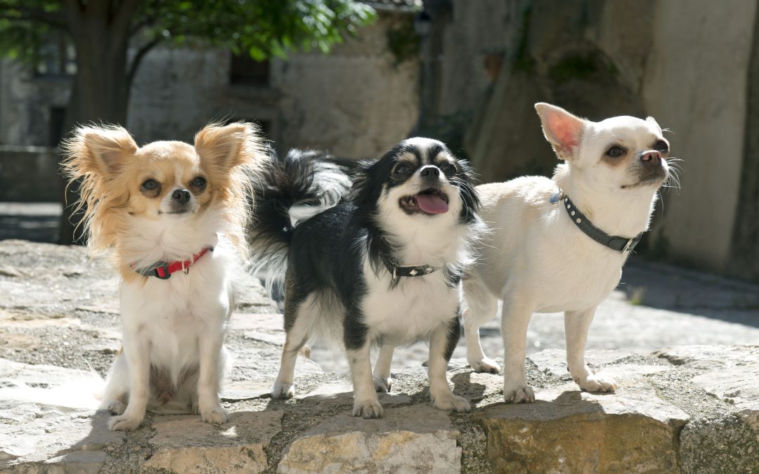 Small Dog Breeds: Nutrition Tips for Feeding Tiny Tummies