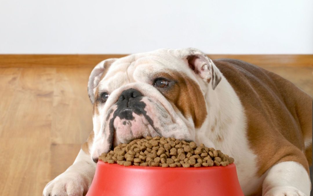 Picky Eater Dog? 5 Fun Ways to Make Mealtime Exciting Again