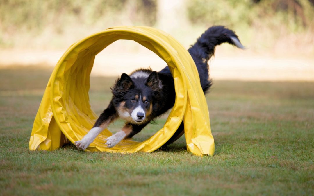 How to Care for High-Energy Dog Breeds: Tips and Insights