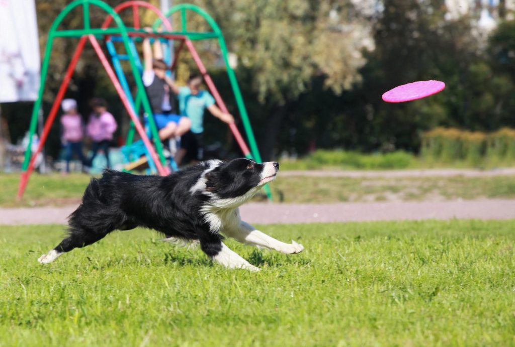 How to Care for High-Energy Dog Breeds: Tips and Insights 2 for blog post 12