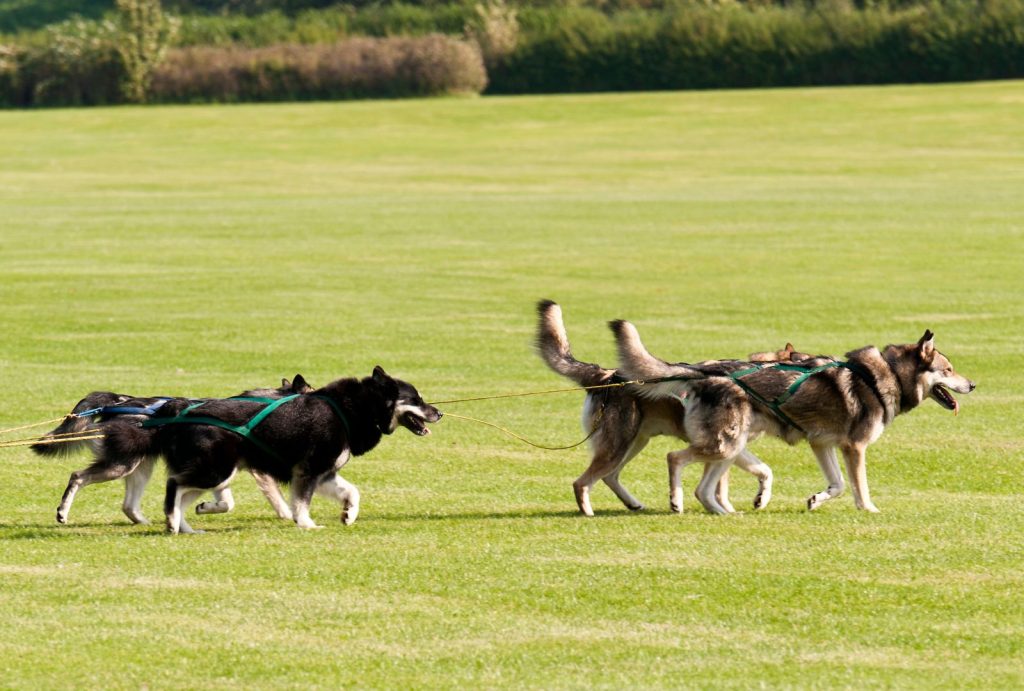 How to Care for High-Energy Dog Breeds: Tips and Insights 3 for blog post 13