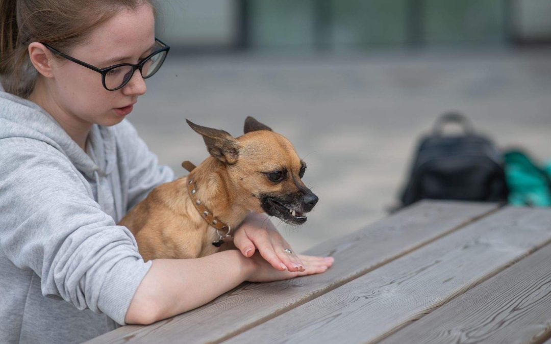 Managing Dog Aggression: Tips for a Calmer Pup