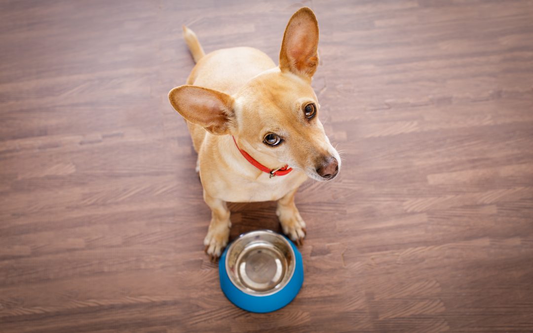Wet vs. Dry Dog Food: What’s Best for Your Dog’s Health?