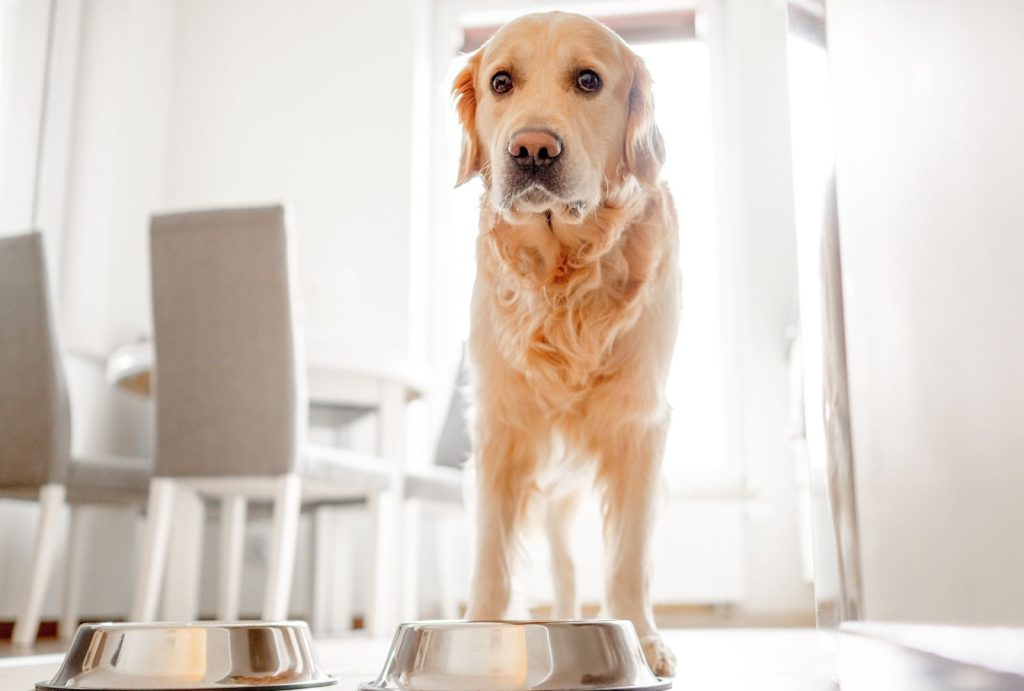 Dogs with Sensitive Stomachs: Best Foods & Care Tips 1 Best Foods & Care Tips for Dogs with Sensitive Stomachs
