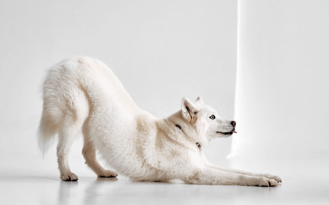 Dog Stretching Explained: The Amazing Benefits Behind This Habit