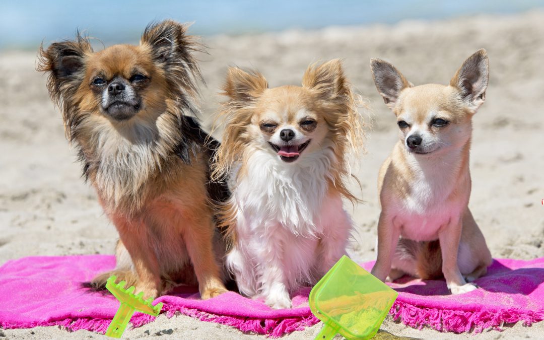 Dog Sunburn: Easy Prevention & Treatment for a Happy, Healthy Pup