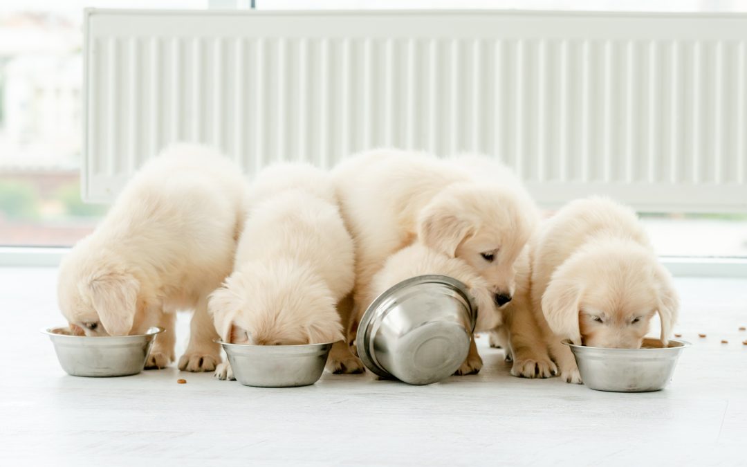 Puppy Nutrition Guide: What Growing Dogs Need