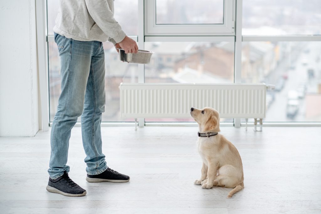 41079480 lovely dog awaiting feeding