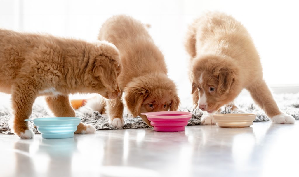 57723652 three toller puppies are eating food from bowls at home