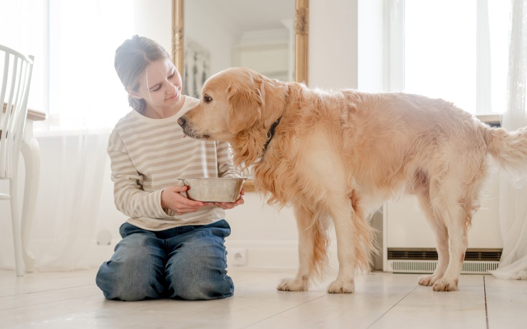Dogs with Sensitive Stomachs: Best Foods & Care Tips