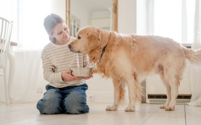 Dogs with Sensitive Stomachs: Best Foods & Care Tips